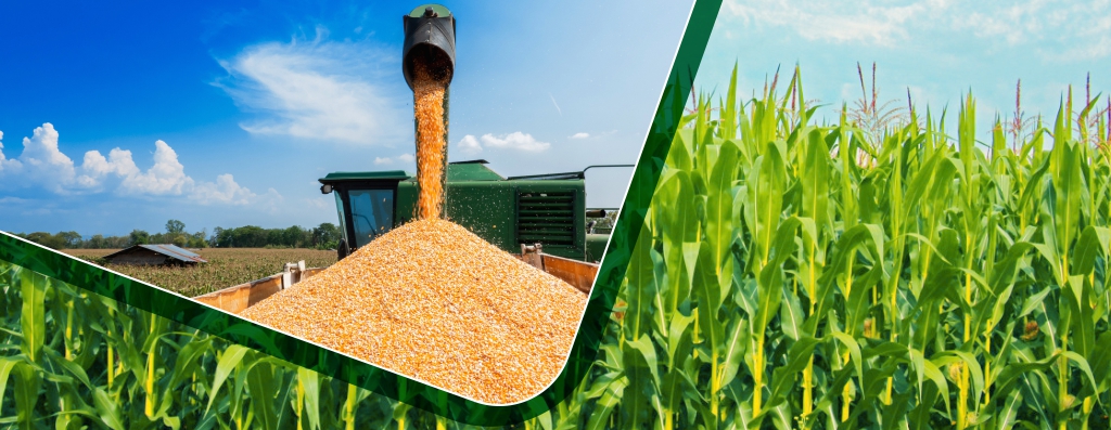 ETHANOL FOR INDIA u2013 Ethanol Blended Petrol Program